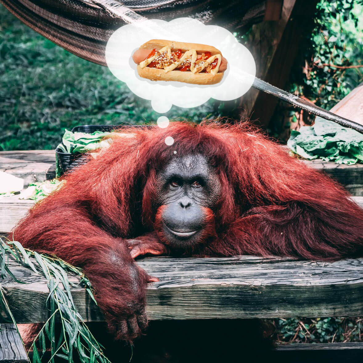 I used to be extremely rigid with eating three meals a day, plus an occasional snack. Then I evolved to be more like my ancient ancestors.